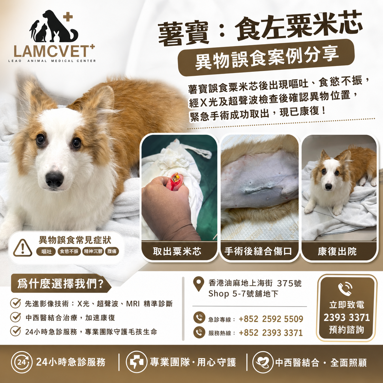 LAMCVET 香港萊奧動物醫療中心薯寶誤食粟米芯異物取出手術個案