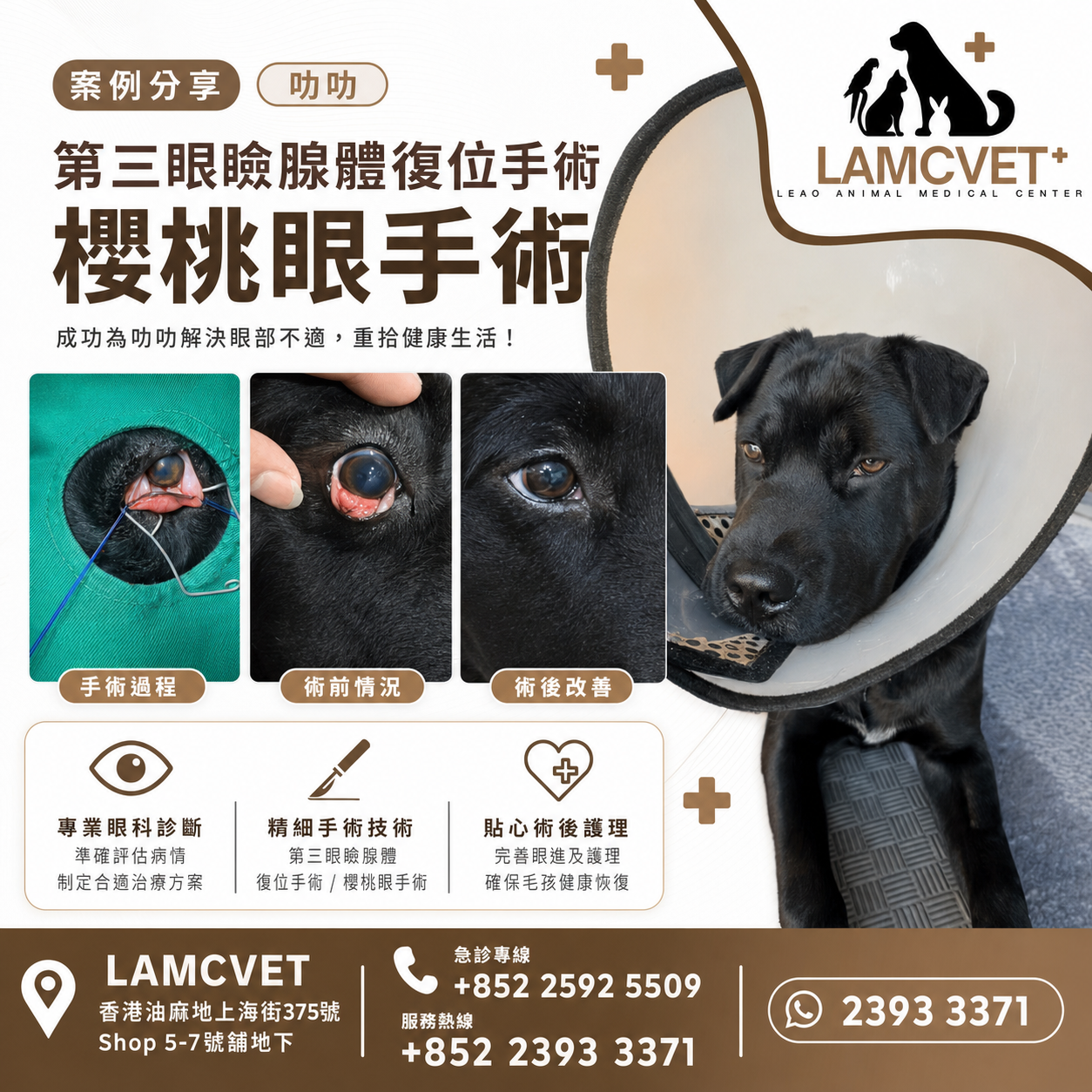 LAMCVET 香港萊奧動物醫療中心狗狗叻叻第三眼瞼腺體復位手術櫻桃眼手術成功案例