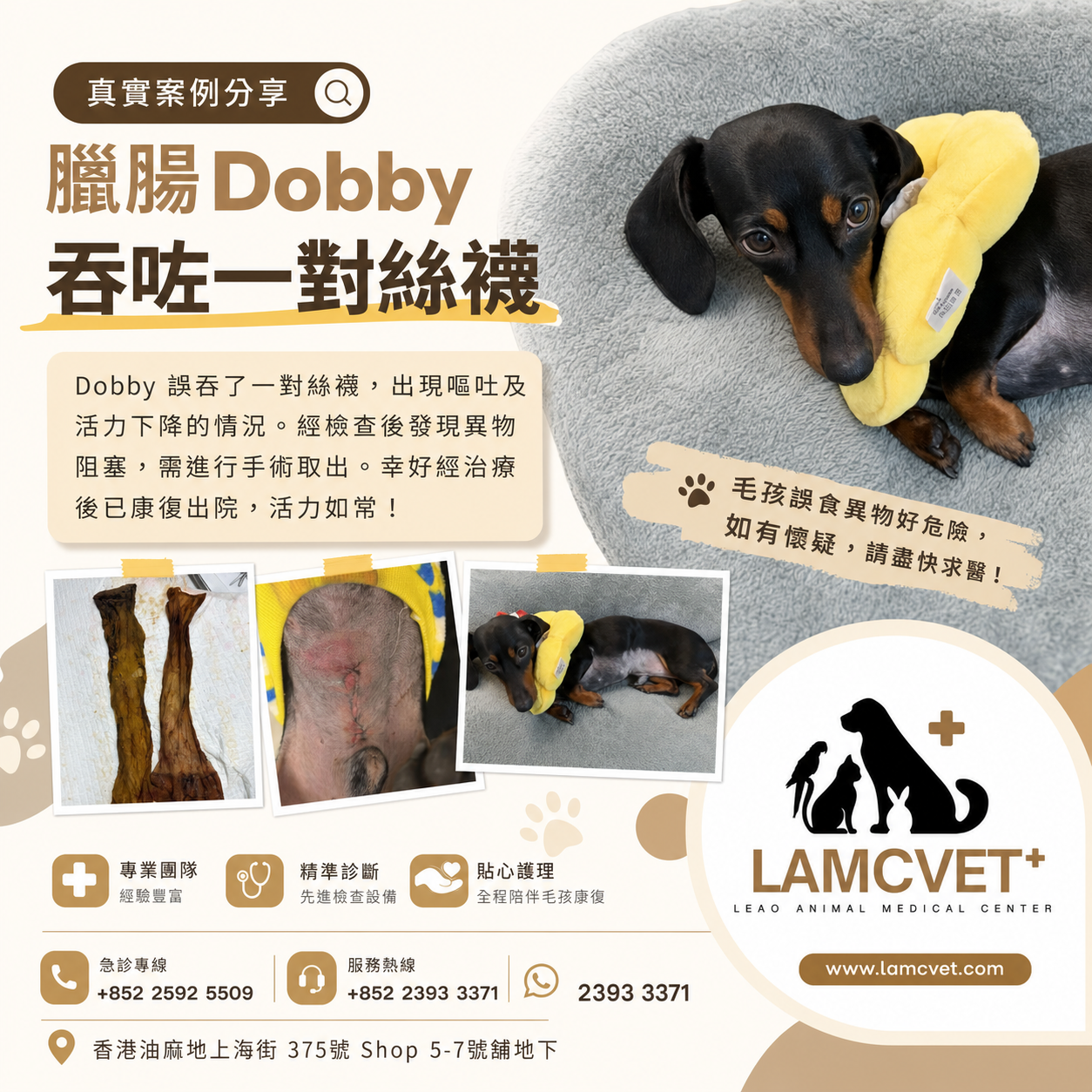 LAMCVET 香港萊奧動物醫療中心臘腸狗 Dobby 誤吞絲襪異物取出手術個案