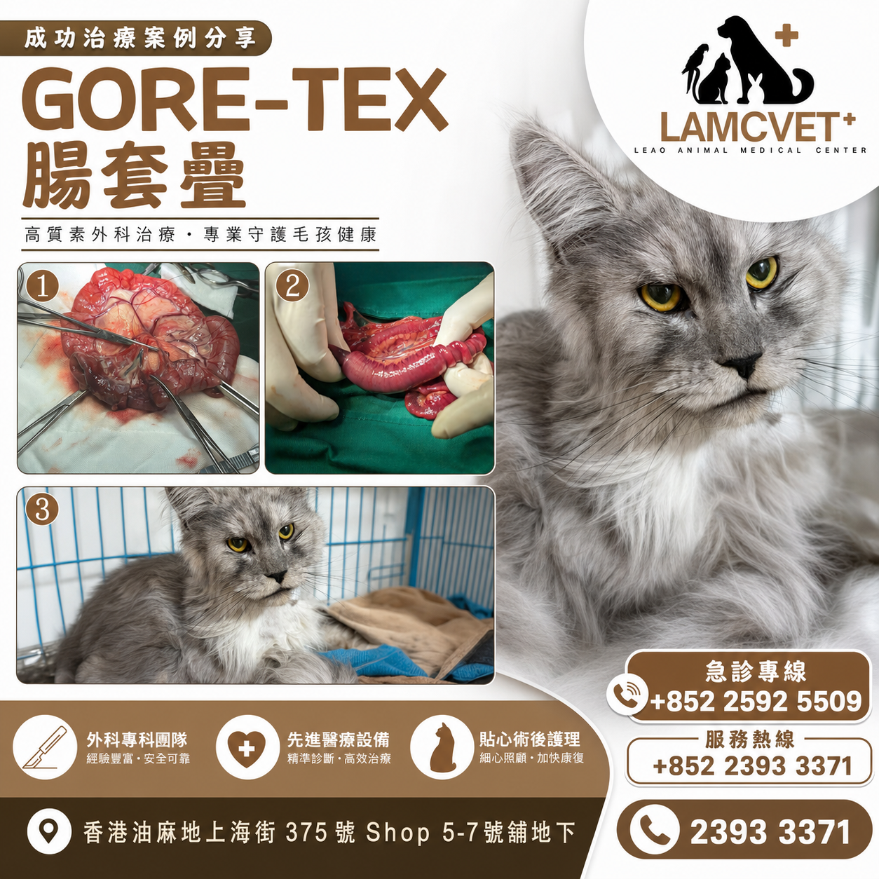 LAMCVET 香港萊奧動物醫療中心貓貓 Gore-Tex 腸套疊外科手術成功案例