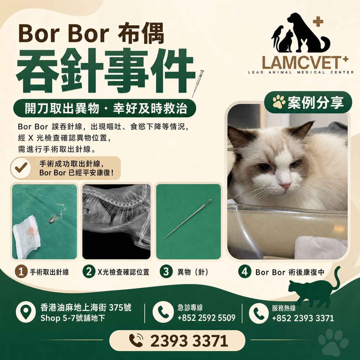 LAMCVET 香港萊奧動物醫療中心布偶貓 Bor Bor 誤吞縫衣針線外科手術成功案例